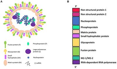 Modulation of Host Immunity by Human Respiratory Syncytial Virus Virulence Factors: A Synergic Inhibition of Both Innate and Adaptive Immunity